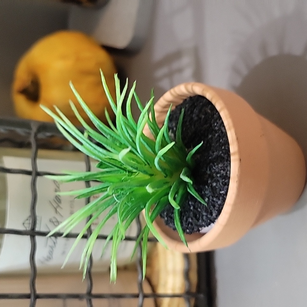 Miniature Succulent Decor